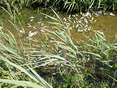 Analisi scolo Rotella 3- Solesino