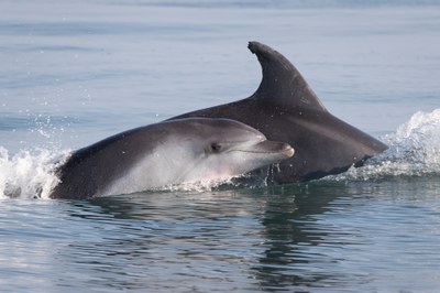 delfini