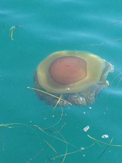 Cotylorhiza tubercolata