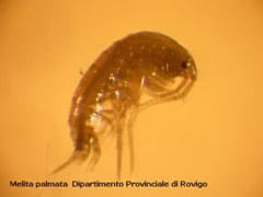 melita palmata biologia marina