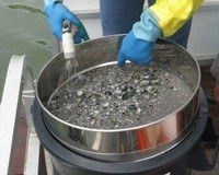 benthos setacciatura