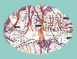Image27.gif