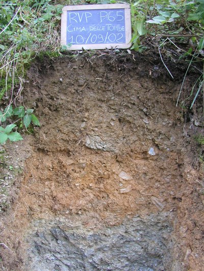 profiloRVP_P65.jpg
